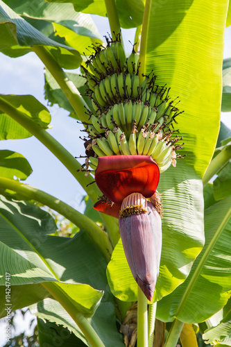 Obraz na płótnie banana and banana blossom w salonie