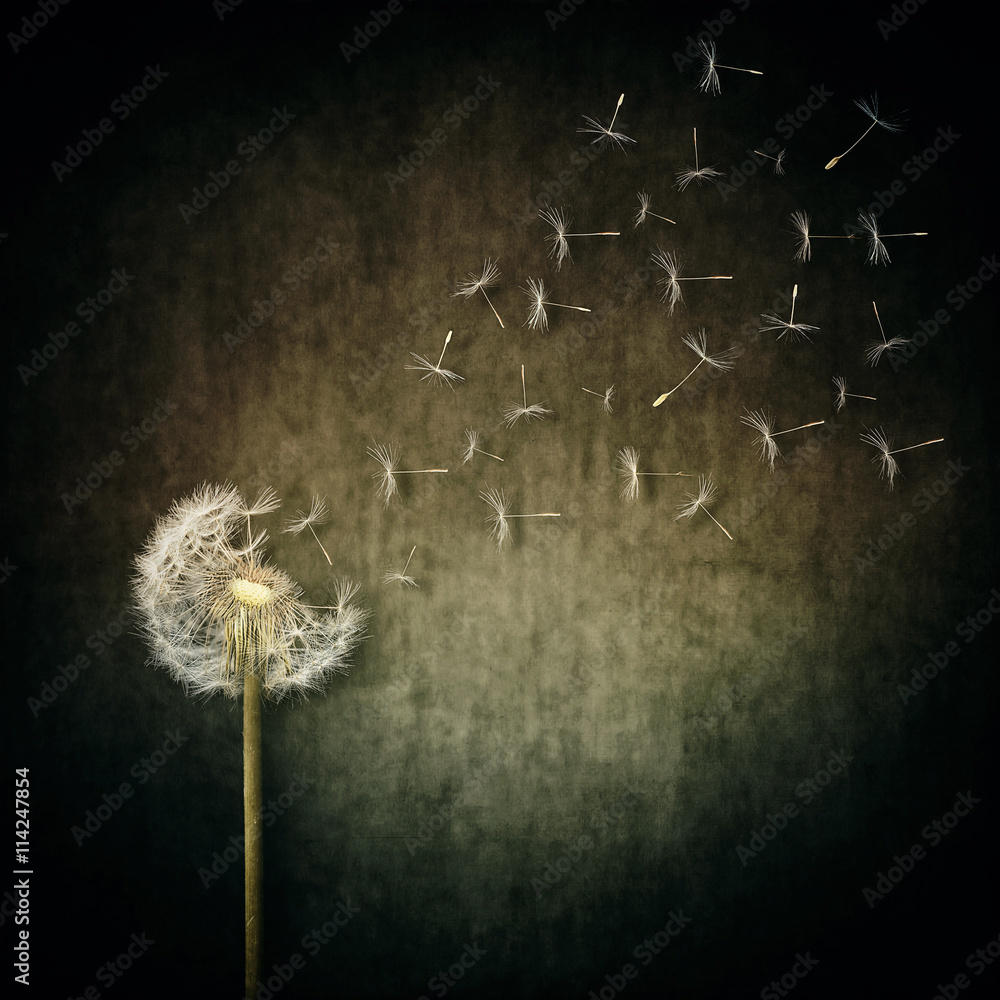 Obraz premium A lot of seeds escape from a dandelion flower on a gray backround. Breaking free, life journey concept
