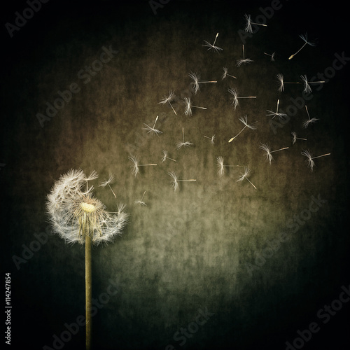 Fototapeta Naklejka Na Ścianę i Meble -  A lot of seeds escape from a dandelion flower on a gray backround. Breaking free, life journey concept