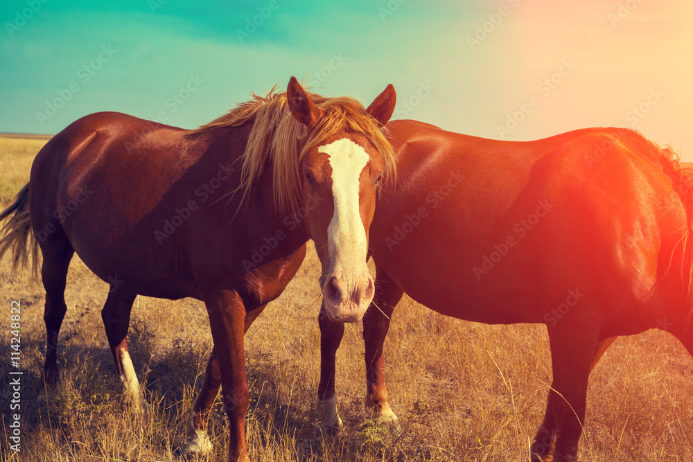 two horses grazing in the meadow with dry grass