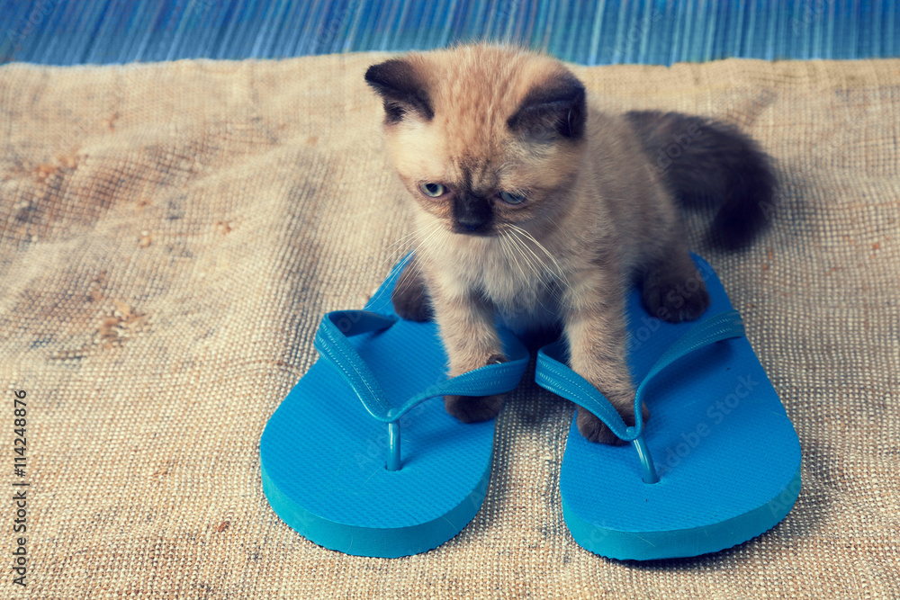 Cat wearing flipflop sandals lying on grunge sackcloth Stock Photo