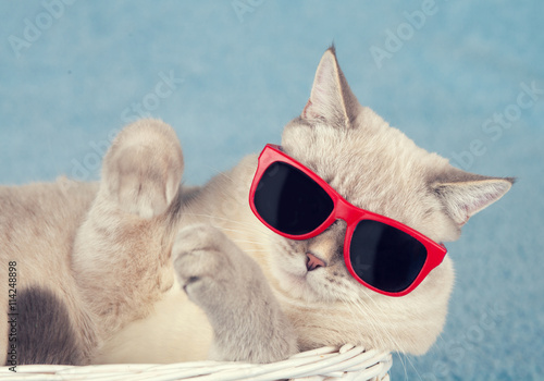 Portrait of cat wearing sunglasses