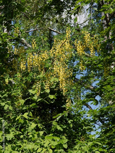 scottish laburnum tree in blossom