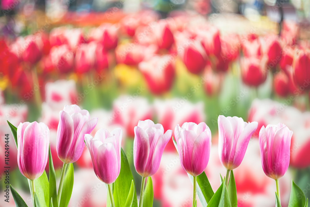 Background with Tulip Flowers