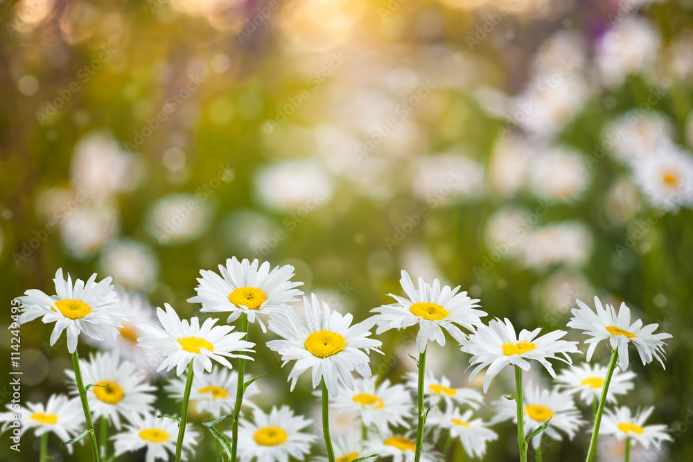 Fototapeta premium Background with Chamomile Flowers