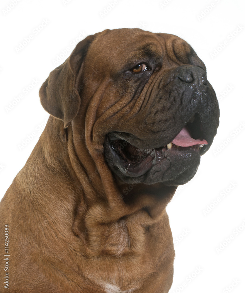 Dogue de Bordeaux