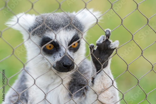 Lemur photo