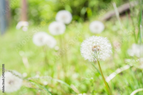 Cotton wool of the dandelion