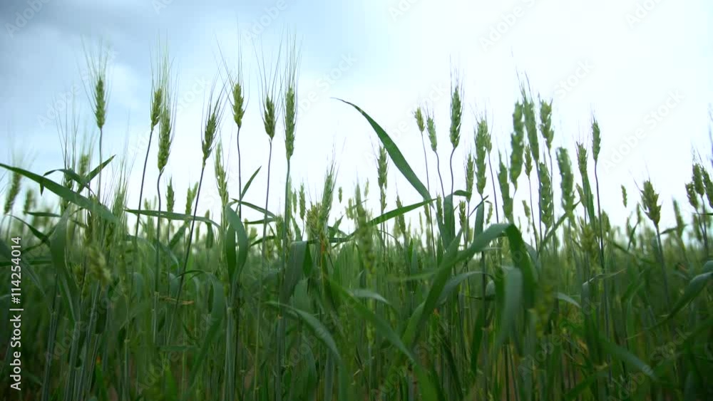 Wheat Field Waves Moved by Summer Wind Wheat Field Waves Moved by Summer Wind