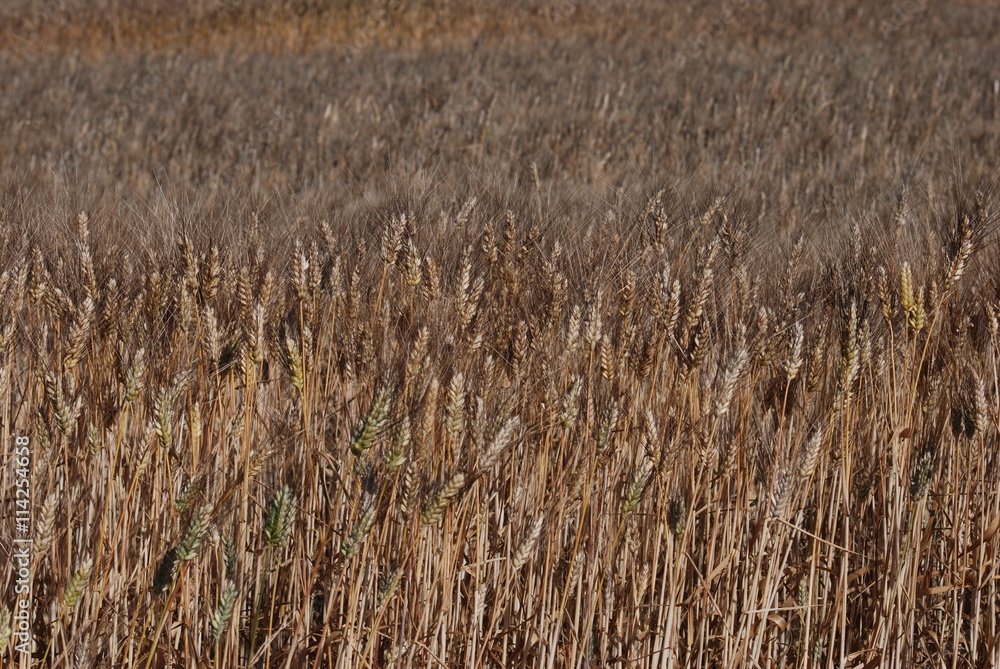 Fototapeta premium ble