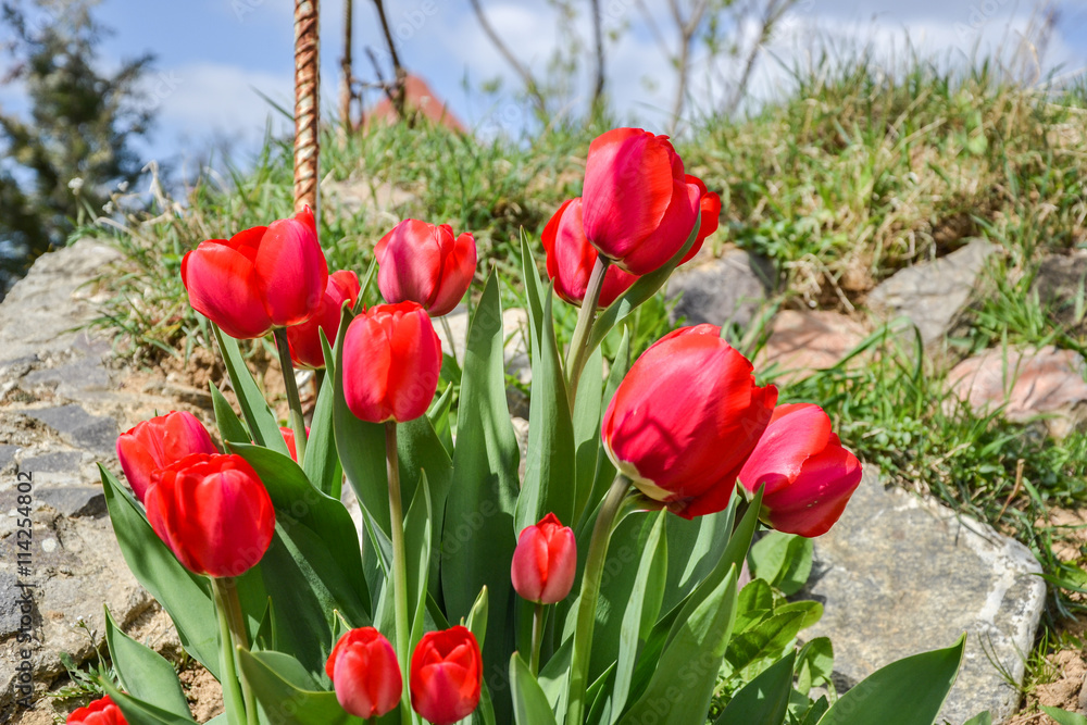 Obraz premium Beautiful flowering red tulips in the garden in springtime