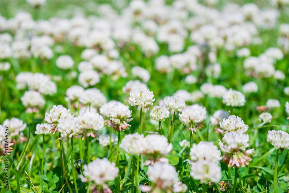 Fototapeta premium White clover flowers