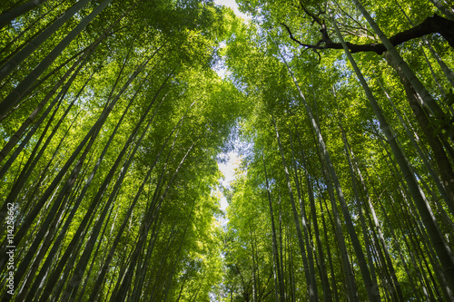 green bamboo forest with sunlight   Japanese Bamboo forest  Natu