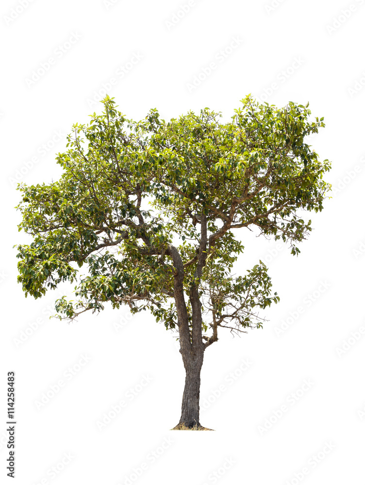 Tree isolated on white background Tree isolated on white background