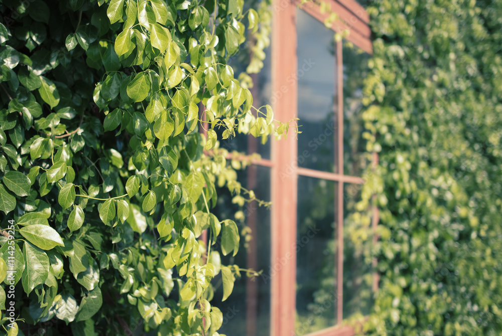 Green ivy leaves on the wooden wall and red window frame Green ivy leaves on the wooden wall and red window frame