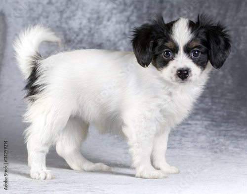 Cute puppy of the Continental Toy spaniel - Phalene -on a gray background