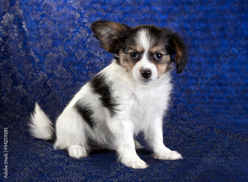 Cute puppy of the Continental Toy spaniel - Papillon - on a blue background