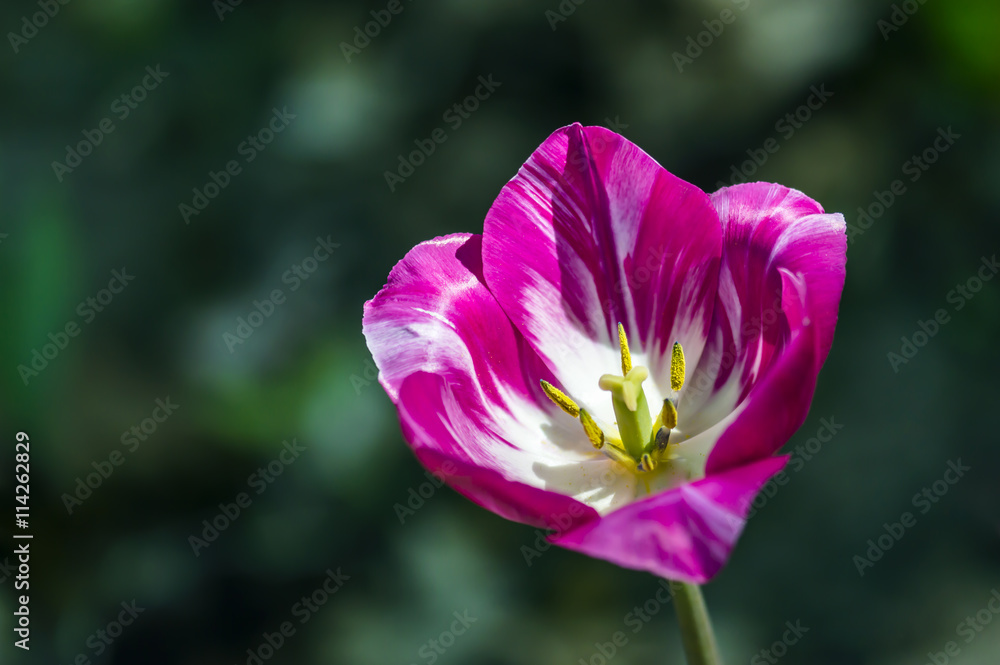 Naklejka premium The opened flower of pink tulip with yellow stamens