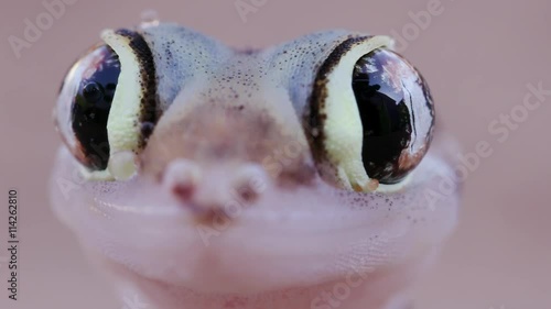 Slow motion shot of web footed/Palmato gecko licking moisture from its eyes photo