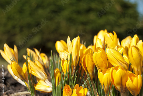 Spring flowers - yellow crocus flowers