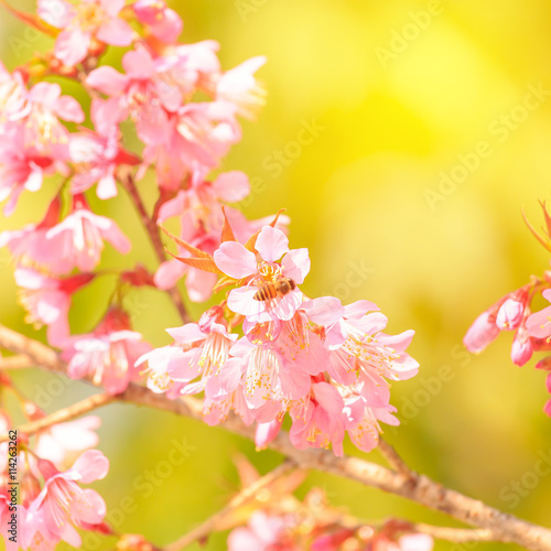 Sakura flower blossom