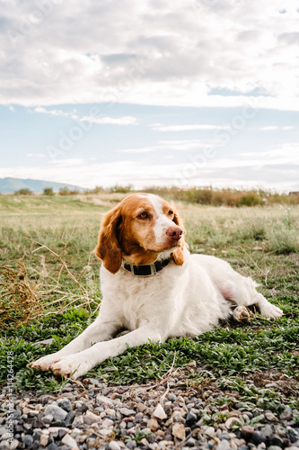 Irish setter lying down on grass looking away