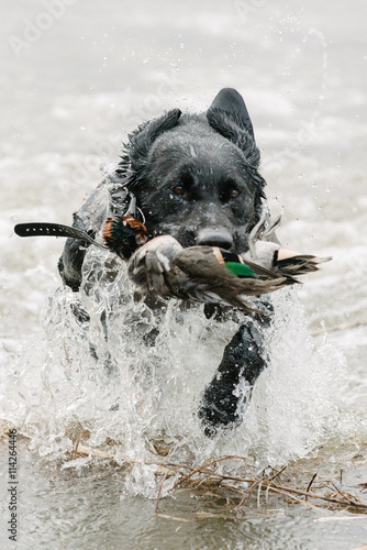 Gun dog retrieving waterfowl from water