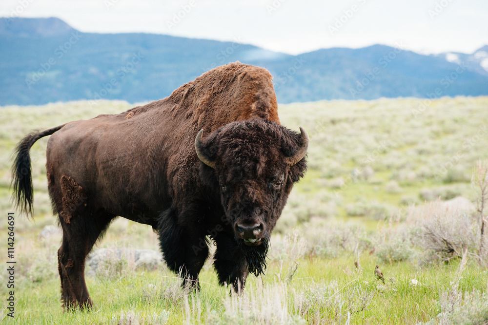 Bison on grassland Bison on grassland