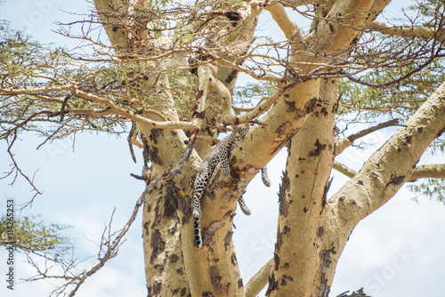 Leopard lying in tree