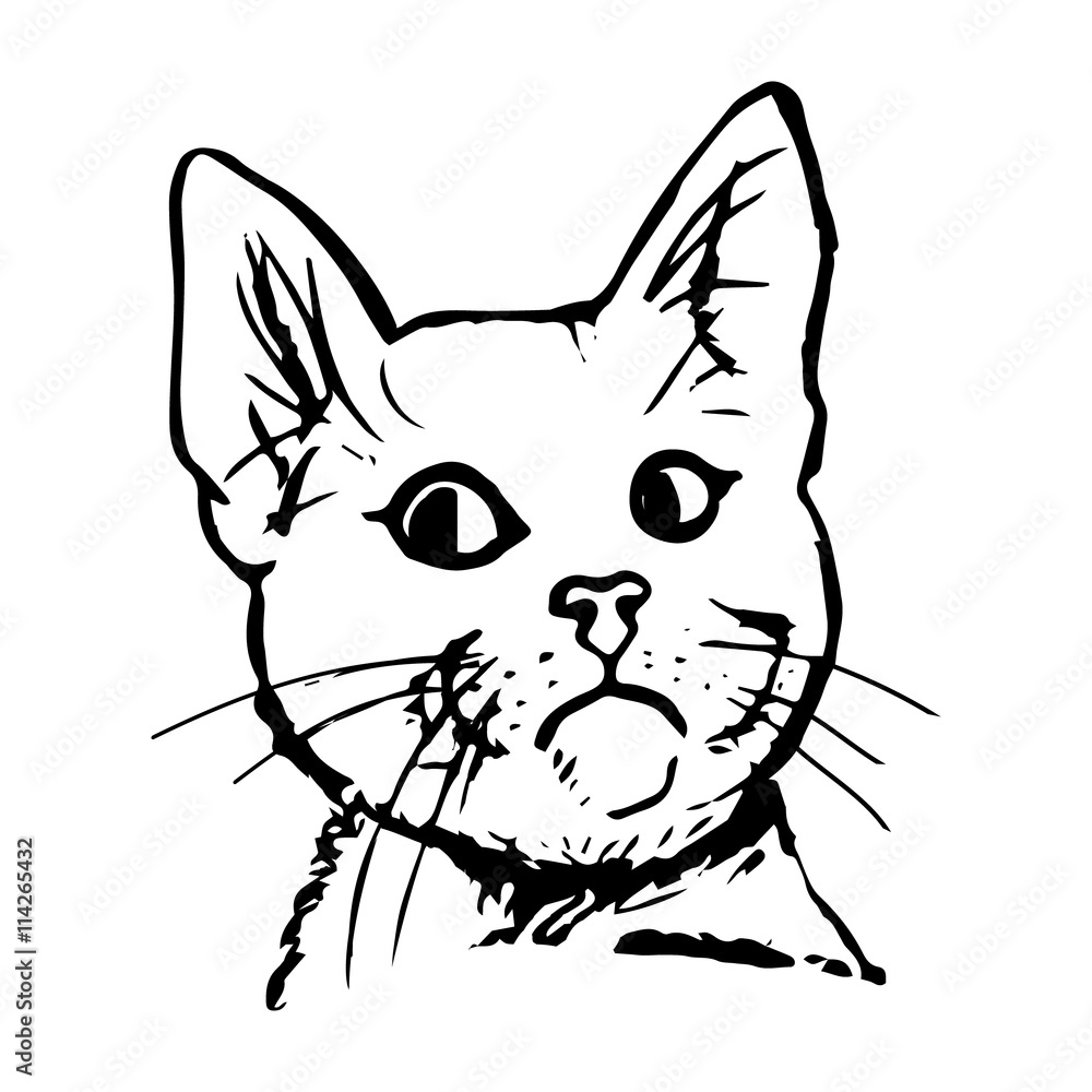 Obraz premium Muzzle funny cat