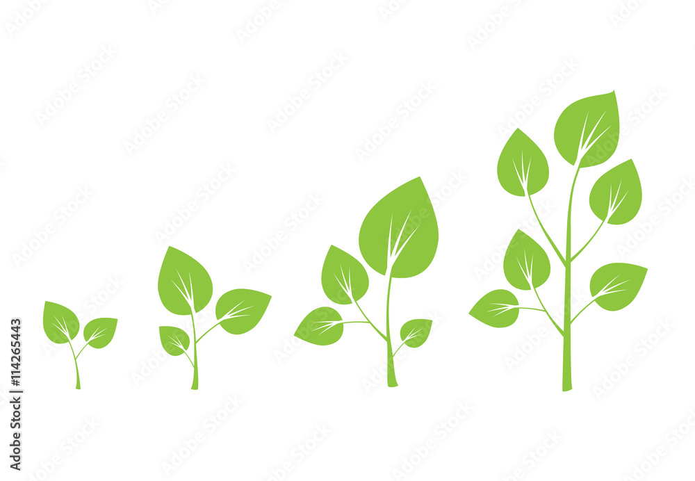 Tree growth vector diagram. Green tree growth Tree growth vector diagram. Green tree growth