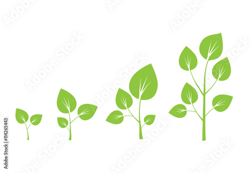Tree growth vector diagram. Green tree growth