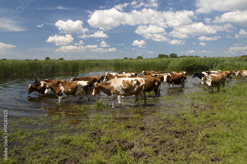 Wallpaper Mural Herd of cows on watering place Torontodigital.ca