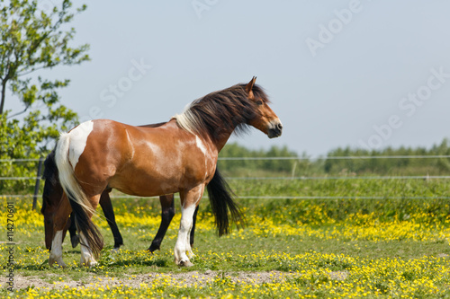 Pferd auf Blumenwiese © Nadine Haase