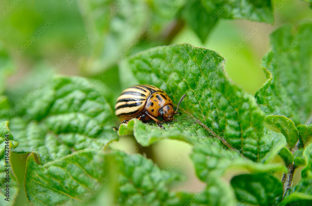 Colorado beetle eats a potato leaves young. Pests destroy a crop in the field. Parasites in wildlife and agriculture. Colorado beetle eats a potato leaves young. Pests destroy a crop in the field. Parasites in wildlife and agriculture.