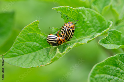 Colorado beetle eats a potato leaves young. Pests destroy a crop in the field. Parasites in wildlife and agriculture.