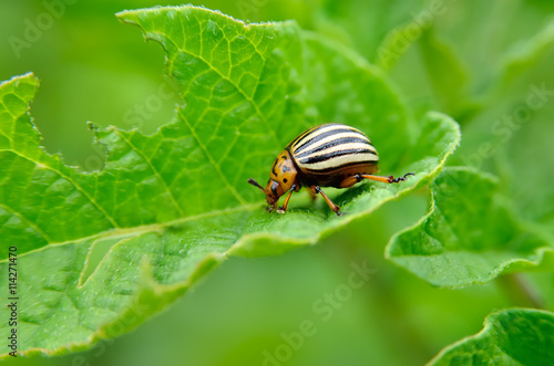 Colorado beetle eats a potato leaves young. Pests destroy a crop in the field. Parasites in wildlife and agriculture. © Oleksandrum