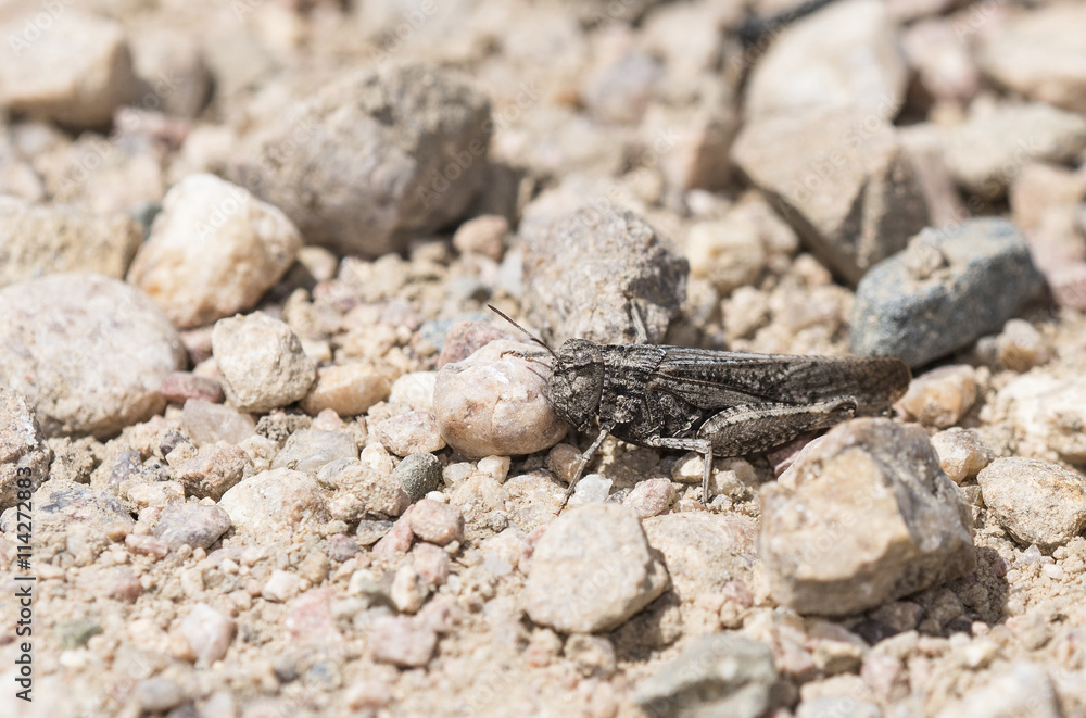 Speckle-winged Rangeland Grasshopper (Arphia conspersa) on Rocks on the Ground Speckle-winged Rangeland Grasshopper (Arphia conspersa) on Rocks on the Ground