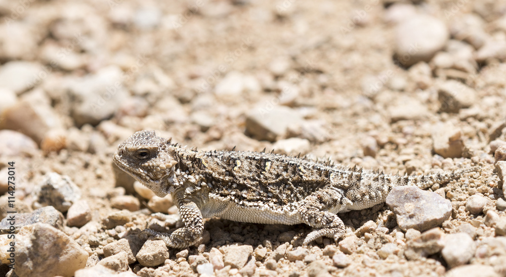 Naklejka premium Hernandez's Greater Short-horned Lizard (Phrynosoma hernandesi) on the Plains of Colorado