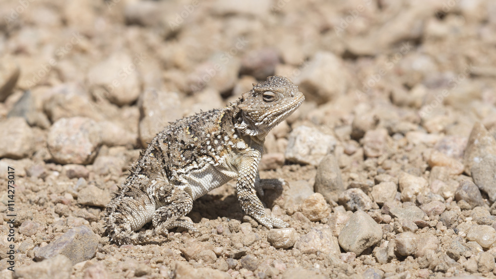 Naklejka premium Hernandez's Greater Short-horned Lizard (Phrynosoma hernandesi) on the Plains of Colorado