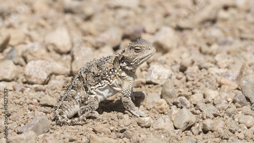 Hernandez s Greater Short-horned Lizard  Phrynosoma hernandesi  on the Plains of Colorado