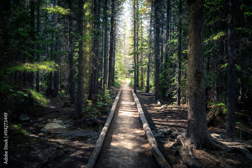 Landscape photo of a forest path.