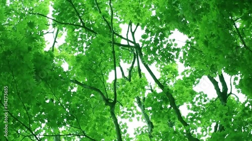 エコイメージ・風に揺れる葉・夏