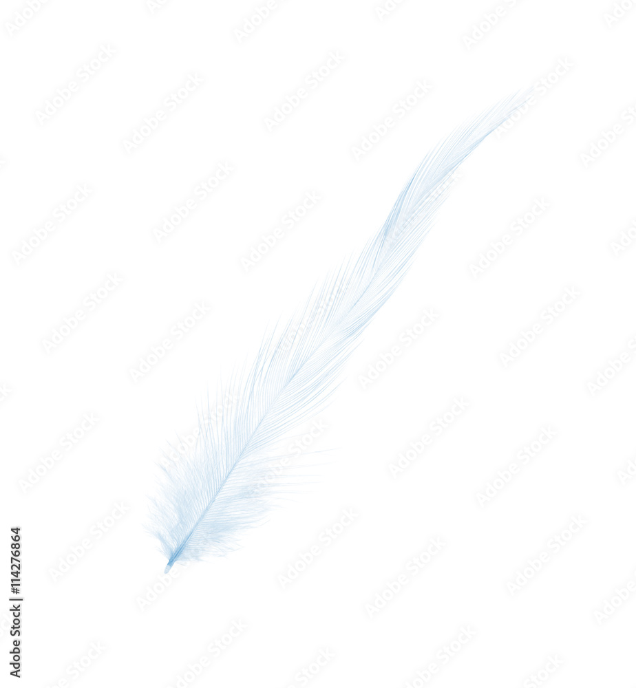 Obraz premium blue feather