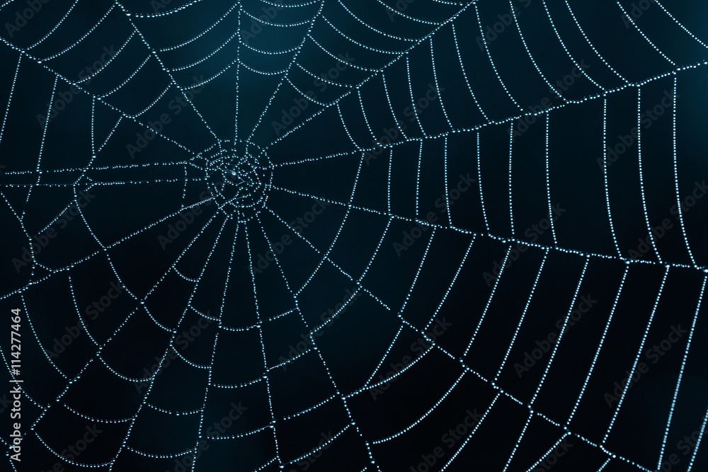 Fototapeta premium Spider Web