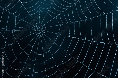 Spider Web © mycteria
