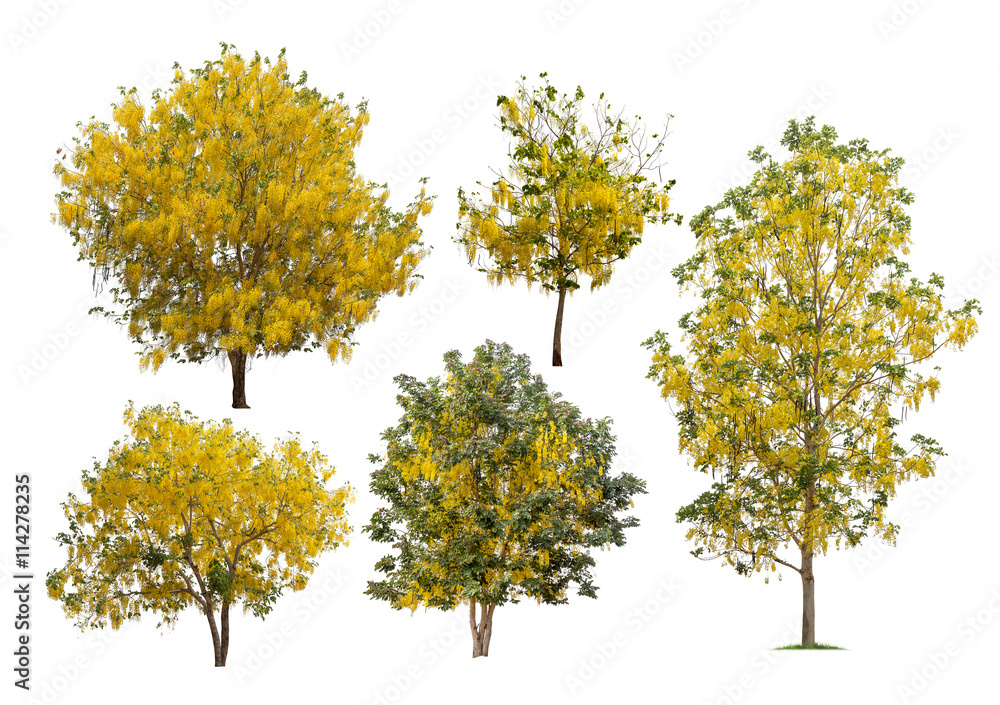 Collection of golden shower tree isolated on white background, summer plant tree Collection of golden shower tree isolated on white background, summer plant tree