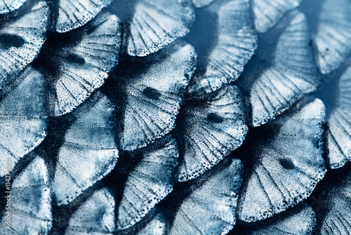 Photography fish scale
