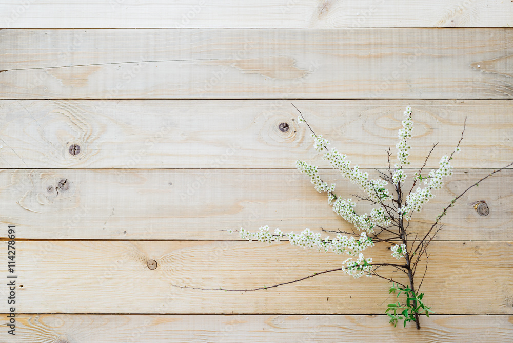 top view on wooden background blooming branch spirea