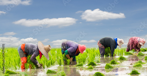 Farmers are planting rice in the farm